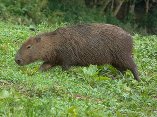 Hidrochoerus hidrochaeris, Capibara caminando sobre la vegetación.
