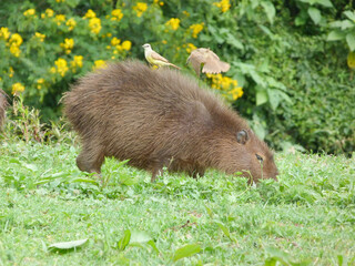 Hidrochoerus hidrochaeris, Capivara with bird on the back, Curitiba, Brazil