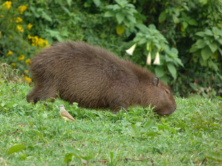 Hidrochoerus hidrochaeris, Capibara comiendo hierba sobre la selva.