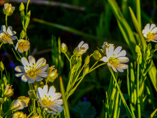 yellow flowers in the grass