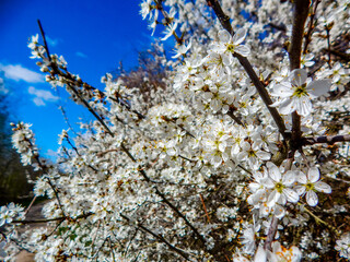 blooming cherry tree