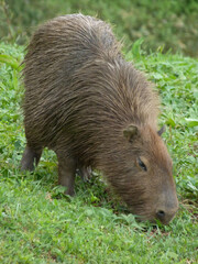 Hidrochoerus hidrochaeris, Capibara comiendo hierba sobre fondo verde.