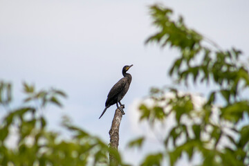 black duck perch on a tree