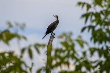 black duck perch on a tree