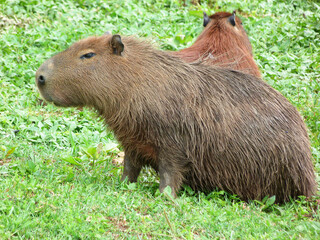 Hidrochoerus hidrochaeris, Capibara en estado de alerta sobre la vegetación verde.