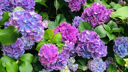 This is a photo of red and purple hydrangea. 赤紫色の紫陽花の写真です。