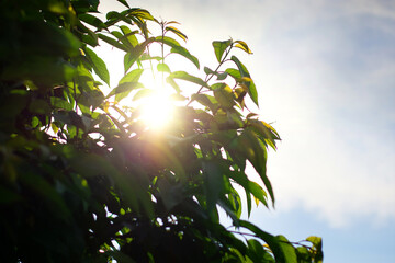 Summer garden, the sun shines throught the branches, blue sky.