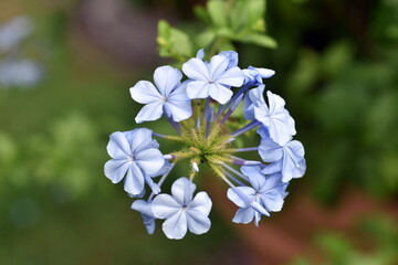 Nahaufnahme von Kap-Beiwurz-Blüten