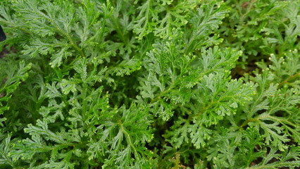 selaginella martensii spike moss leaves 
