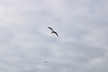 Gaviota patiamarilla