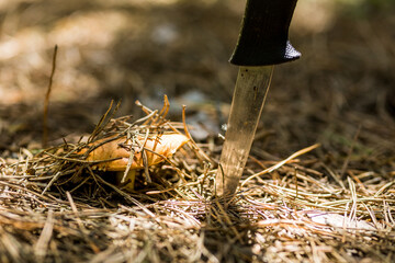 A small brown mushroom sprouted in the pine forest through a dense layer of fallen spruce needles. Mushroom pruning sharp and thin knife stuck next to the ground. 