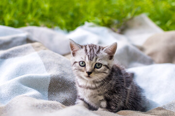 Little gray kitten on a plaid in a park on green grass. Portrait. Postcard. Summer. - Powered by Adobe