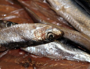 Salty small fish Baltic sprat close up. Focus on the fish eye (center)