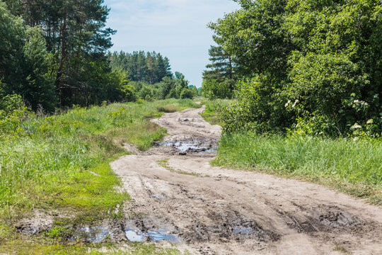A winding dirt narrow road leads through forest. The rain formed large puddles. There are traces of the treads of wheels of cars in the mud. 