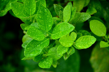 A beautiful lemon tree in the rain