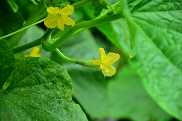 the cucumber plant image