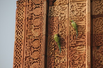 Parrots taking a rest