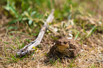 Frog toad reptile in the grass with one eye on a sunny day near some wood