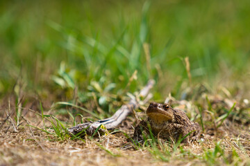 Frog toad reptile in the grass with one eye on a sunny day near some wood