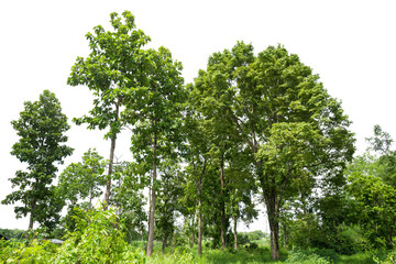 Fototapeta premium Trees line isolated on a white background Thailand.