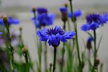 knapweed blue flower in the garden green