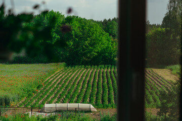 Window. A window overlooking the garden on which the potatoes grow.