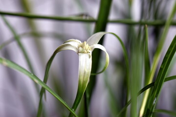 Blüte an einem Sternentänzer Gras