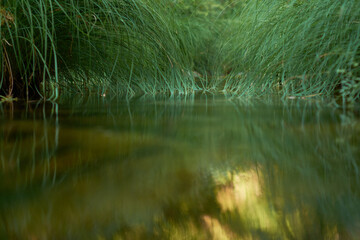 The last rays of sunlight are reflected in the water among the green plants of the Arbillas river in the Sierra de Gredos. Castilla y León. Ávila. Spain