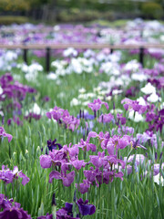 Obraz premium 東京都 花菖蒲が満開の堀切菖蒲園