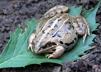 Frog on a green leaf close - up on the background of the earth in summer