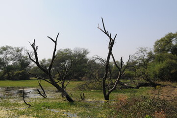 Bizarre landscape