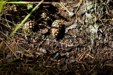 Real nature backround: Pine cones on the ground, among old leaves, needles and grass