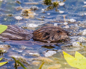 Muskrat in the water closeup