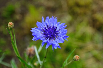 knapweed blue flower in the garden green