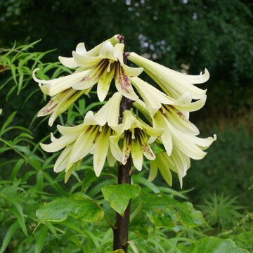 cardiocrinum giganteum var yunnanense lily