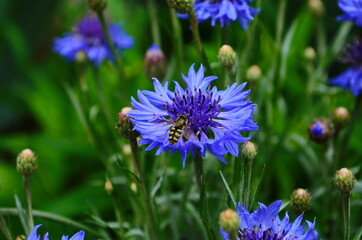knapweed blue flower in the garden green