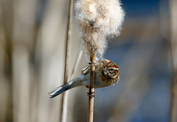 Naklejka premium Reed bunting feeding on the seed heads in a reed bed