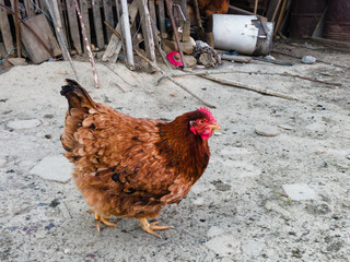 One chicken walks in village yard, free range farming in rural area.