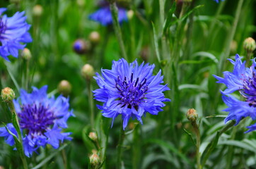 knapweed blue flower in the garden green