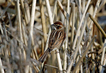 Reed bunting feeding on the seed heads in a reed bed