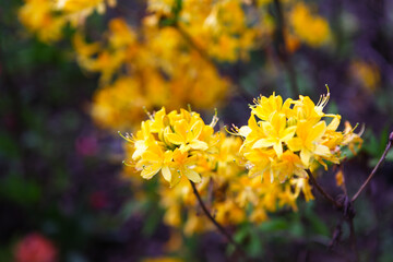 yellow rhododendron flowers in the garden