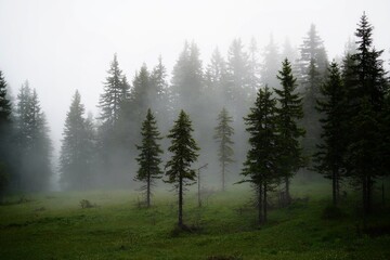 very mystical the fog in the forest in the morning on the mountains