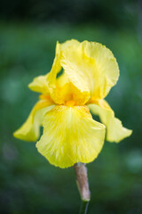 Iris blooms in the garden on a green background