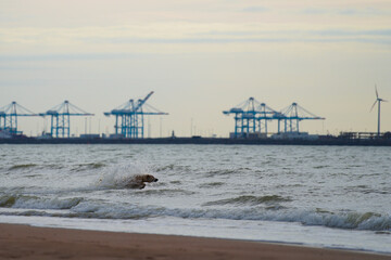 Fototapeta na wymiar German sheperd dog doing a late night swim at the coast in Ostend