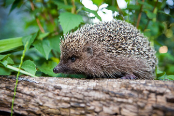 hedgehog in the forest