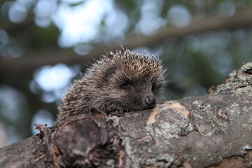hedgehog in the forest
