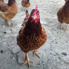 Close up view of healthy chicken from organic breeding on free range farm.
