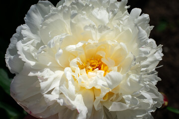 White peonies flower bloom on dark background  in garden.