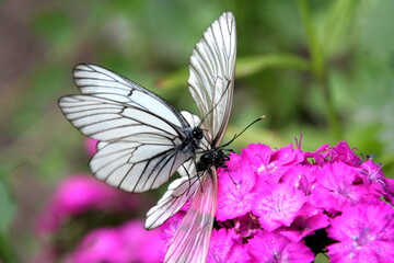 Butterflies with white wings on a red carnation flower close up on a green background in summer