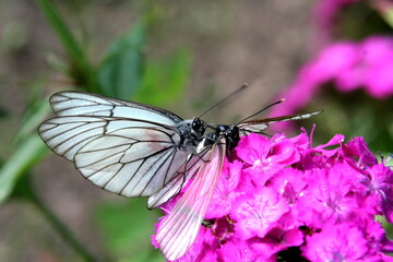 Butterflies with white wings on a red carnation flower close up on a green background in summer